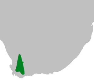 Map of the native range of Agathosma betulina in the south-western Cape