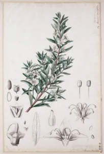 Watercolour of long buchu, Agathosma serratifolia, with narrow serrated leaves