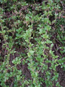 Schisandra sphenanthera vine scrambling over shrubs in New Zealand