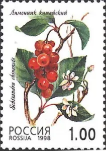Russian 1998 postage stamp showing Schisandra chinensis with red berries and white flowers