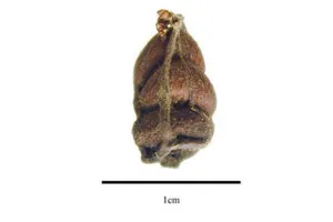 Single dried wrinkled brown Schisandra chinensis berry with 1 cm scale bar