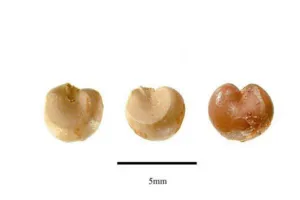 Three pale smooth kidney-shaped Schisandra chinensis seeds with a 5 mm scale
