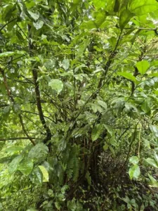 Young Ilex guayusa tree with an open crown among Amazonian vegetation