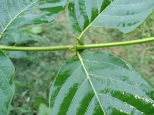 Chapter 2: Uncaria, the paired thorns