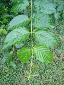 Chapter 6: Uncaria, a young stem