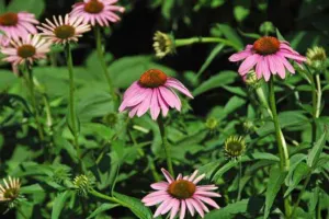 Chapter 1: Echinacea, a mass planting