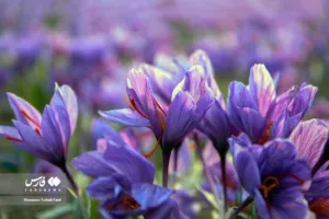 Chapter 8: Crocus sativus, a field in flower