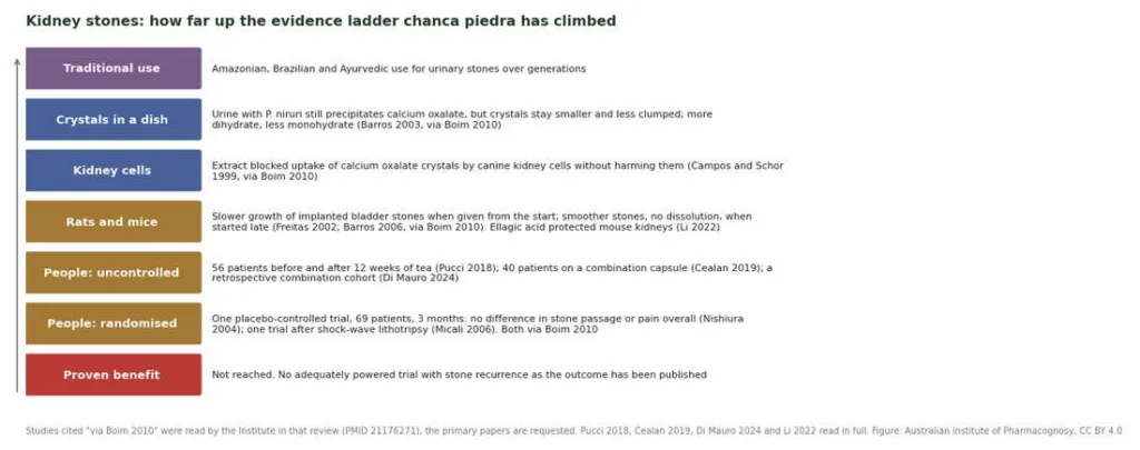 Evidence ladder for Phyllanthus niruri and kidney stones, from traditional use to laboratory, animal and human studies