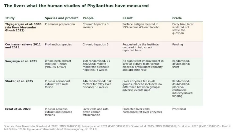 Table of human and preclinical liver studies of Phyllanthus species with products, participants, results and evidence grade