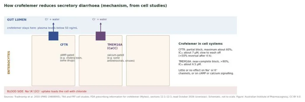 Schematic of intestinal cells showing crofelemer in the gut lumen blocking the CFTR and TMEM16A chloride channels
