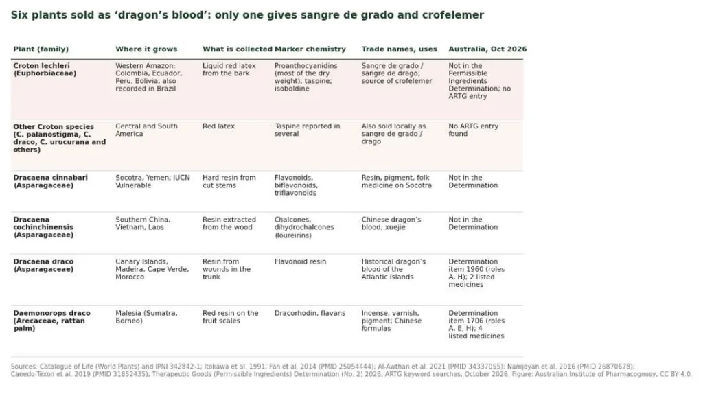 Table comparing six plants sold as dragon's blood, from Croton lechleri to Daemonorops draco, with region, material, chemistry and Australian status