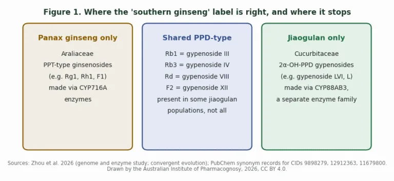 Diagram of three boxes comparing saponins found only in Panax ginseng, shared by both plants, and found only in jiaogulan