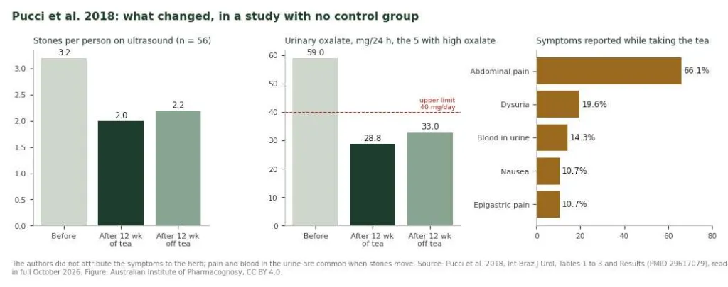 Bar charts from a Phyllanthus niruri tea study: stones per person, urinary oxalate and symptoms reported