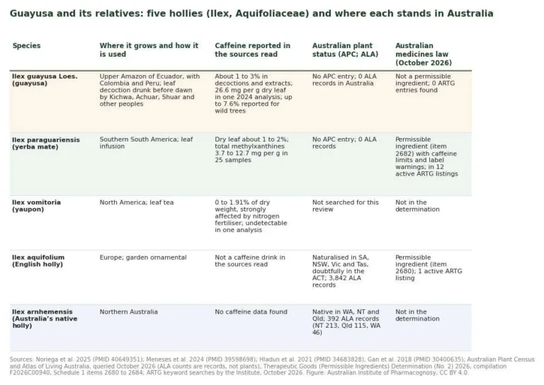 Table comparing Ilex guayusa with four other hollies, including yerba mate and the Australian native holly