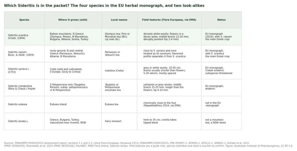 Table comparing six Sideritis species, from Sideritis scardica to S. lanata, by range, local names, features and status
