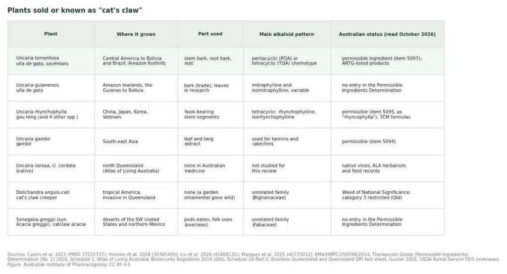Table of plants called cat's claw: Uncaria tomentosa, U. guianensis, U. rhynchophylla, U. gambir, native Uncaria and Dolichandra unguis-cati