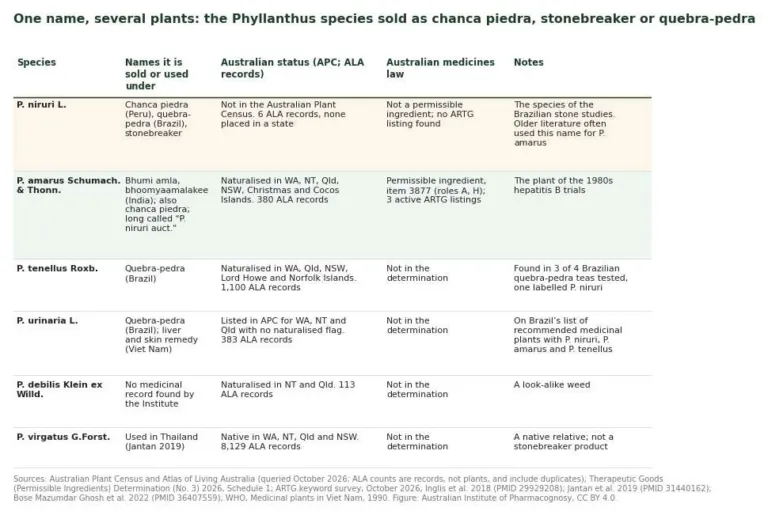 Table comparing six Phyllanthus species: names, Australian status, Australian medicines law status and notes