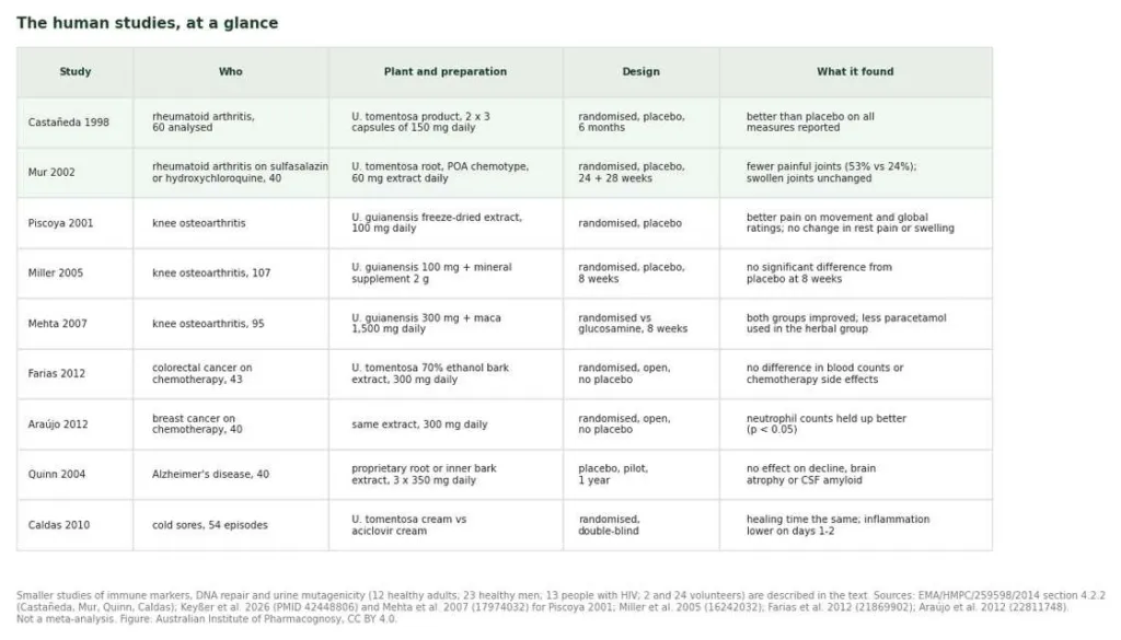 Table of human studies of cat's claw: rheumatoid arthritis, osteoarthritis, cancer, Alzheimer's disease and cold sores