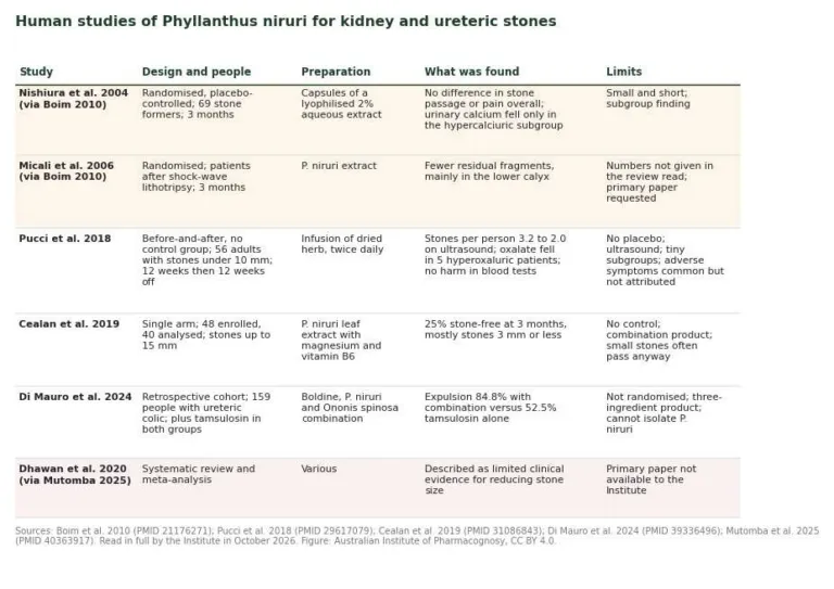 Table of six human studies of Phyllanthus niruri for kidney and ureteric stones: design, findings, limits