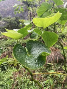 Young Piper methysticum plant with glossy heart-shaped leaves in Fiji