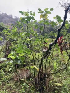 Mature Piper methysticum kava plants with tall jointed stems in a Fijian garden, Ra Province