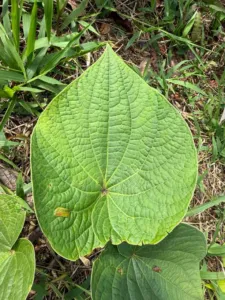 Close-up of a large heart-shaped Piper methysticum leaf with prominent veins in Fiji