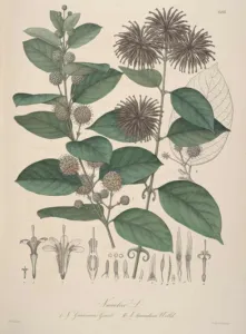 Botanical plate of Nauclea guianensis and Nauclea tomentosa, now Uncaria guianensis and Uncaria tomentosa, from Florae Columbiae