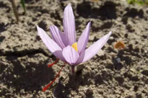 Chapter 2: Crocus sativus, a flower with its stigmas