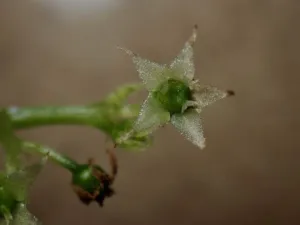 Close-up of a single star-shaped Gynostemma flower with five narrow pointed petals