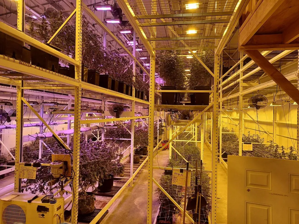 A two-tier indoor cannabis grow room with rows of plants under grow lights