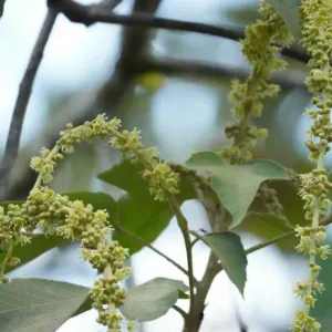 Croton lechleri long pale green flower spikes on a branch near Banos, Ecuador