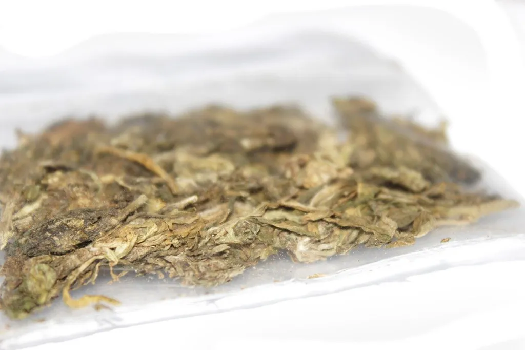 Several dried and trimmed cannabis flower heads on a plain surface