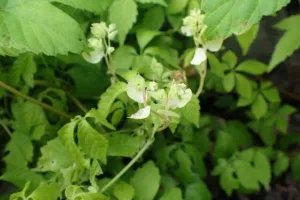 Small greenish-white star-shaped flowers of Gynostemma pentaphyllum among the leaves