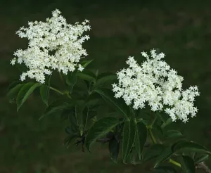 Two flat-topped heads of small white elder flowers against a dark background