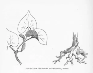 Nineteenth-century engraving of a kava shoot and its knotted rootstock from Tahiti
