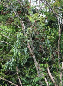 Chapter 1: Uncaria, liana in the canopy
