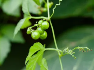 Cluster of small round green unripe Gynostemma berries on a stalk with tendrils