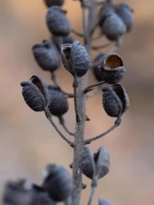 Actaea racemosa black cohosh dry seed follicles on a winter stem