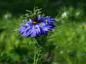 Blue love-in-a-mist flower, Nigella damascena, with feathery bracts