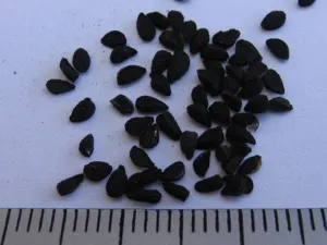Black angular Nigella sativa seeds beside a centimetre ruler