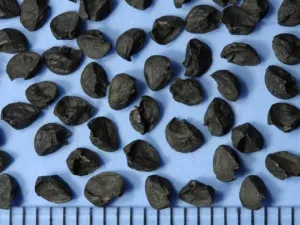 Black rounded onion seeds, Allium cepa, on a pale background with a scale
