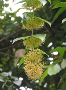 Uncaria gambir flowering vine at Penang Botanic Garden