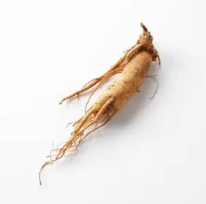 Dried Korean ginseng root, Panax ginseng, on a white background