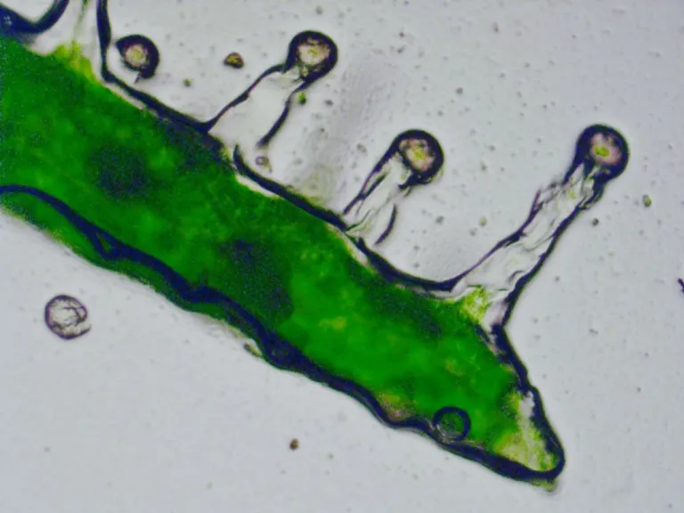 Microscope view of capitate-stalked glandular trichomes on cannabis tissue