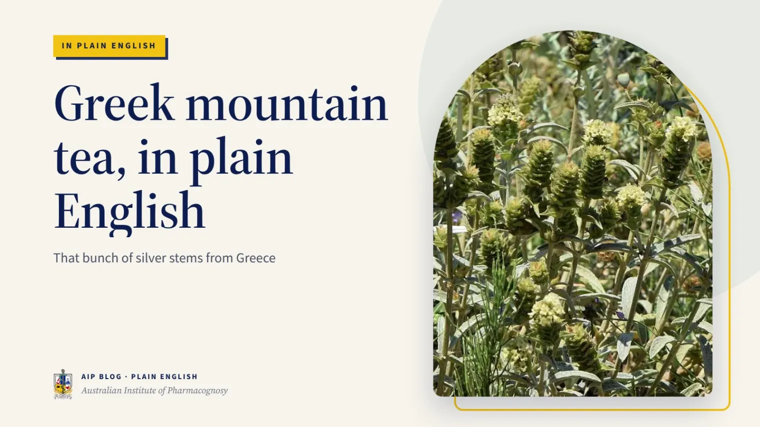 Greek mountain tea, in plain English - Australian Institute of Pharmacognosy