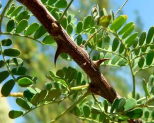 Senegalia greggii catclaw acacia branch with short curved spines and small pinnate leaves