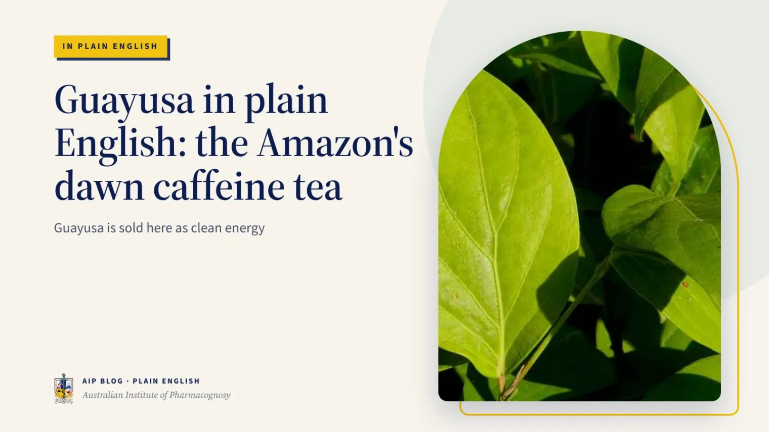 Guayusa in plain English: the Amazon's dawn caffeine tea - Australian Institute of Pharmacognosy