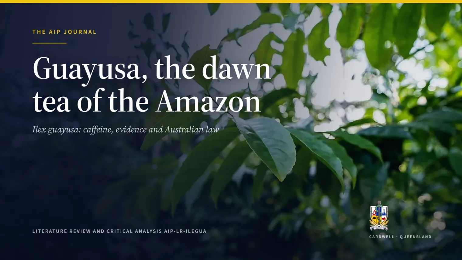 Guayusa (Ilex guayusa): caffeine, evidence and safety - Australian Institute of Pharmacognosy