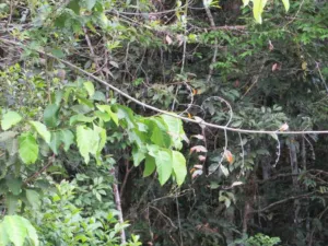 Uncaria guianensis vine climbing over rainforest edge at Cuyabeno, Ecuador