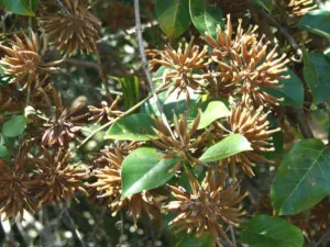 Uncaria guianensis vine in flower with spherical flower heads, Cacuri, Venezuela